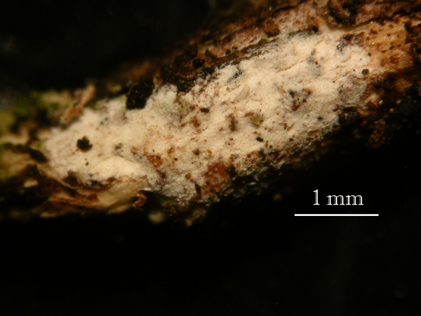 Arrasia rostrata Bernicchia, Gorjón & Nakasone